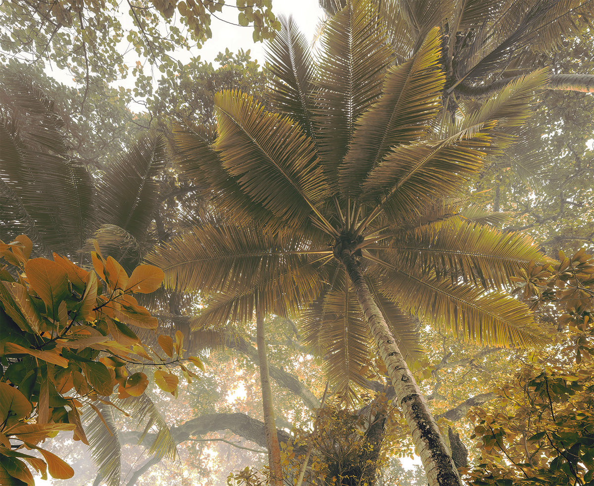 Fototapet Dormitor Palm Tree Shadow